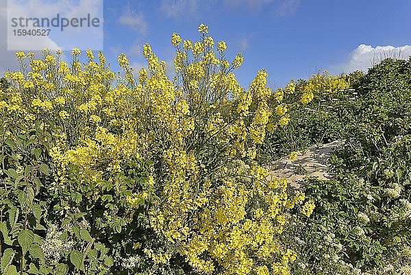 Helgoländer Klippenkohl (Brassica oleracea)  Blütenstand  endemisch  Helgoland  Nordsee  Schleswig-Holstein  Deutschland  Europa