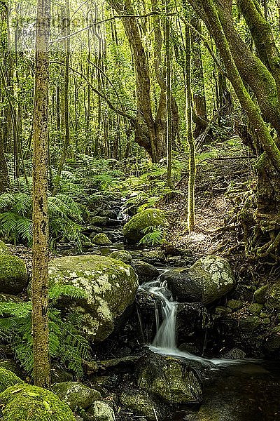 Kleiner Bach im Regenwald  Hochformat  La Gomera  Kanaren  Spanien  Europa