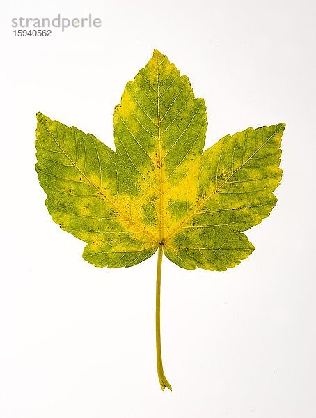 Herbstlich gefärbtes Ahornblatt (Acer)  Österreich  Europa