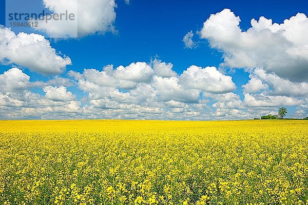 Kulturlandschaft mit blühendem Rapsfeld unter blauem Himmel mit weißen Wolken  Saalekreis  Sachsen-Anhalt  Deutschland  Europa