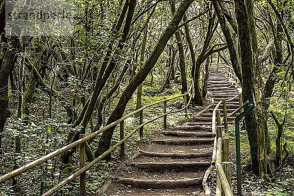 Wanderweg im Lorbeerwald  Nationalpark Garajonay  La Gomera  Kanaren  Spanien  Europa