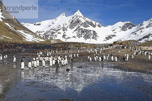 Königspinguine (Aptenodytes patagonicus) und schneebedeckte Berge  Right Whale Bay  Südgeorgien  Antarktis  Antarktika