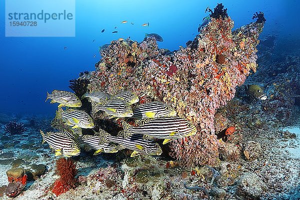 Schwarm Orientalische Süßlippen (Plectorhinchus vittatus) schwimmt vor Korallenblock  Indischer Ozean  Malediven  Asien