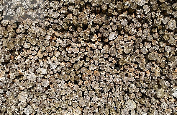 Holzindustrie  Aufgestapelte Baumstämme  Österreich  Europa