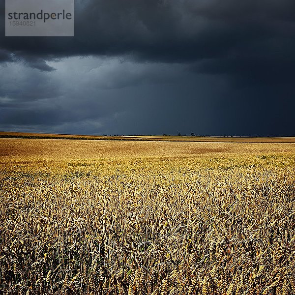 Nahendes Gewitter  Weizenfeld unter dunklen Wolken  Saalekreis  Sachsen-Anhalt  Deutschland  Europa