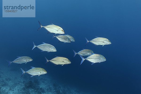 Schwarm Blauflossen-Makrele (Caranx melampygus)  schwimmt im Blauwasser  Pazifik  Sulusee  Tubbataha Reef National Marine Park  Provinz Palawan  Philippinen  Asien
