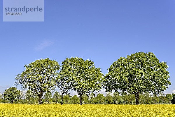 Bäume  Eichen (Quercus) am blühenden Rapsfeld (Brassica napus) mit blauem Himmel  Nordrhein-Westfalen  Deutschland  Europa
