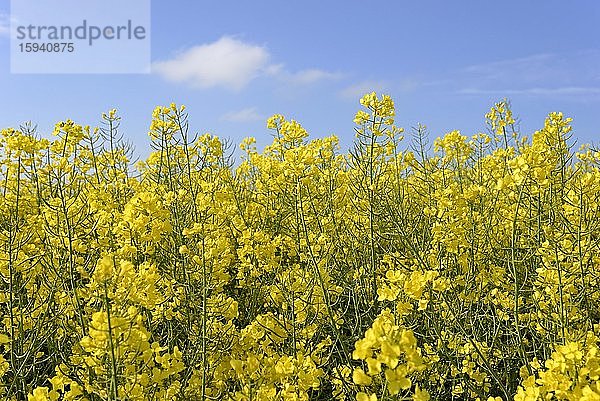 Rapsfeld (Brassica napus)  Blütenstand  Nordrhein-Westfalen  Deutschland  Europa