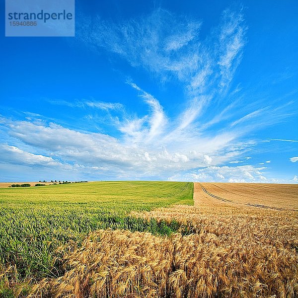 Endlose Gerstenfelder und Weizenfelder unter blauem Himmel mit Schleierwolken  Saalekreis  Sachsen-Anhalt  Deutschland  Europa