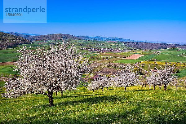 Blühende Kirschbäume (Prunus)  Magden  Kanton Aargau  Schweiz  Europa