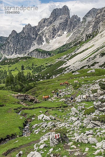 Wanderer auf markiertem Wanderweg von der Adamekhütte zur Hofpürglhütte  Kühe auf Almwiese  Ausblick auf Bergkamm mit Berggipfel Große Bischofsmütze  Salzkammergut  Oberösterreich  Österreich  Europa