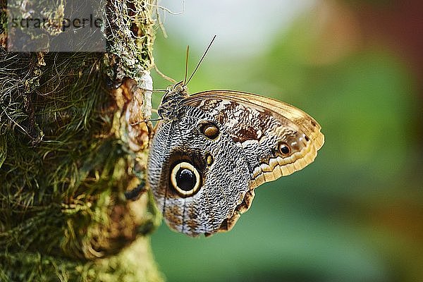 Gewöhnlicher Bananenfalter (Caligo eurilochus)  Schmetterling am Baumstamm sitzend  Deutschland  Europa