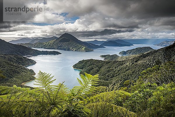 Blick über die Meeresarme der Marlborough  vorne Farne  Südinsel  Neuseeland  Ozeanien