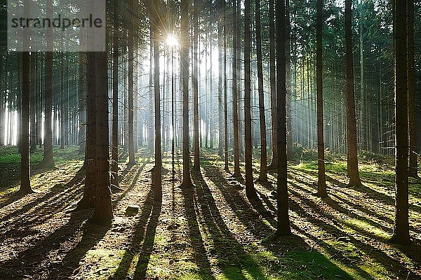 Lichtdurchfluteter Fichtenwald  Sonne strahlt  Lange Schatten auf dem Waldboden  Thüringer Schiefergebirge  bei Bad Lobenstein  Thüringen  Deutschland  Europa