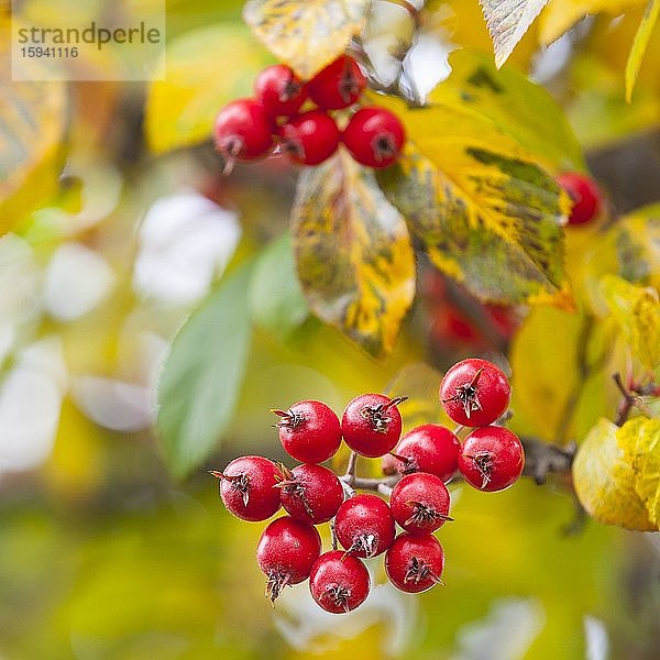 Apfeldorn (Crataegus x lavallei 'Carrierei') im Herbst  Zweig mit roten Früchten  Sachsen  Deutschland  Europa