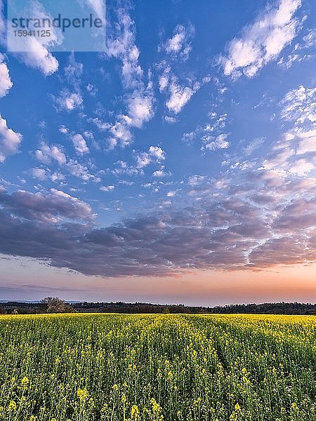 Sonnenuntergang  Rapsfeld im Remstal  Schwäbischer Wald  Baden-Württemberg  Deutschland  Europa