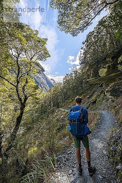 Wanderer auf Wanderweg zum Rob Roy Glacier  Mount Aspiring National Park  Otago  Südinsel  Neuseeland  Ozeanien