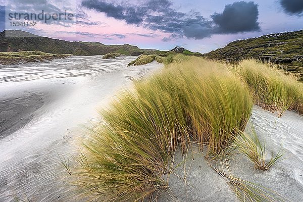 Mit Gras bewachsene Sanddünen bei Sonnenuntergang  Wharariki Beach Puponga  North West Nelson Conservation Park  Tasman  Südinsel  Neuseeland  Ozeanien