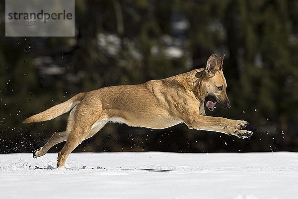 Mischlingshund  Hündin beim Spielen im Schnee  Österreich  Europa