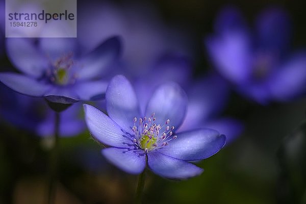 Blaue Leberblümchen (Hepatica nobilis)  Bayern  Deutschland  Europa