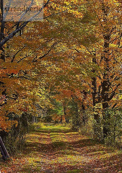 Allee mit farbenfrohem Laub im Herbst  Bromont  Eastern Townships  Quebec  Kanada  Nordamerika