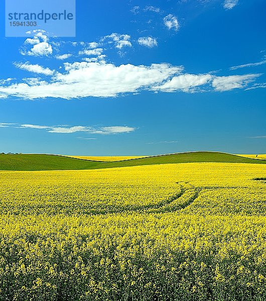 Hügellandschaft mit blühendem Rapsfeld unter blauem Himmel mit weißen Wolken  Saalekreis  Sachsen-Anhalt  Deutschland  Europa