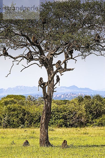 Herde Steppenpaviane (Papio cynocephalus) sitzen im Baum  Serengeti Nationalpark  Tansania  Afrika