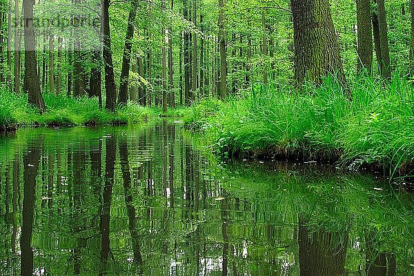 Spreewald  dichter Wald spiegelt sich im Wasser eines Flusses  Brandenburg  Deutschland  Europa