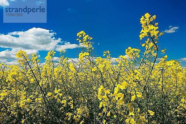 Blühendes Rapsfeld unter blauem Himmel mit Cumuluswolken  Detailaufnahme  Burgenlandkreis  Sachsen-Anhalt  Deutschland  Europa