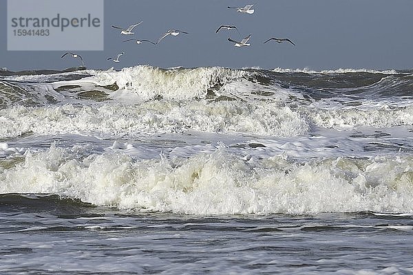 Möwen fliegen über der stürmischen Nordsee  Sylt  Nordfriesische Insel  Nordfriesland  Schleswig-Holstein  Deutschland  Europa