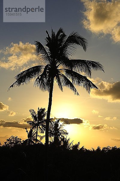 Palmen im Sonnenuntergang  Jimbaran Beach  Bali  Indonesien  Asien