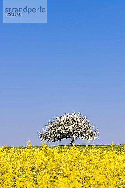 Blühender Apfelbaum (Malus) auf blühendem Rapsfeld  Baden-Württemberg  Deutschland  Europa