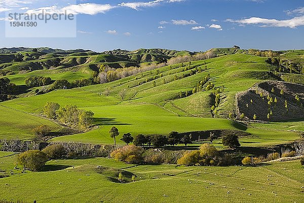 Grünes hügeliges Weideland  Schafweiden unter blauem Himmel  Karapiro  Matamata  Waikato  Nordinsel  Neuseeland  Ozeanien