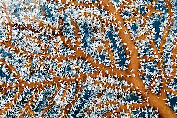 Detail  Zweige mit Polypen  Menella Gorgonie (Menella sp.)  Pazifik  Sulusee  Tubbataha Reef National Marine Park  Provinz Palawan  Philippinen  Asien