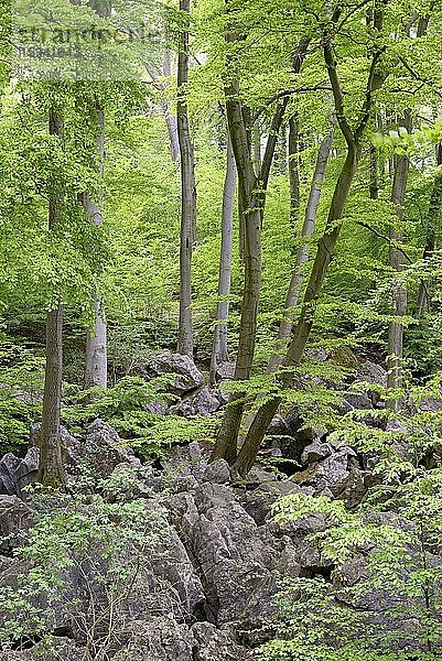 Zerklüftete Felslandschaft im Laubwald mit Rotbuchen (Fagus sylvatica)  Naturschutzgebiet Felsenmeer  Hemer  Nordrhein-Westfalen  Deutschland  Europa