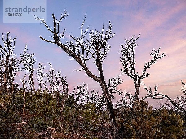 Angebrannte Bäume bei Sonnenaufgang  La Gomera  Kanaren  Spanien  Europa