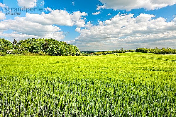 Grünes Gerstenfeld begrenzt von Hecken im Frühling  blauer Himmel mit Cumuluswolken  bei Wettin  Saalekreis  Sachsen-Anhalt  Deutschland  Europa