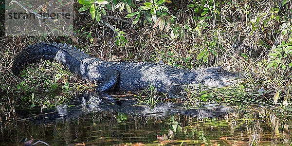 Mississippi-Alligator (Alligator mississippiensis) liegt an Flussufer  Süßwasserquelle Wakulla Springs  Wakulla Springs State Park  Florida  USA  Nordamerika