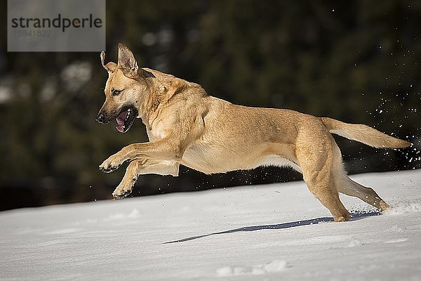 Mongrel dog  bitch runs in the snow  Tyrol  Austria