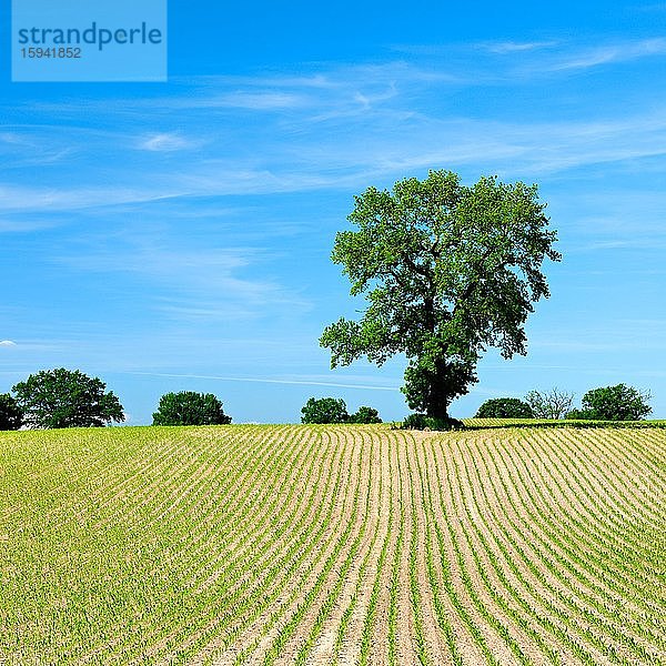 Feld mit Reihen junger Maispflanzen im Frühling  solitäre Eiche  blauer Himmel  Mecklenburg-Vorpommern  Deutschland  Europa