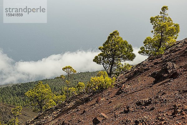 Landschaft am Vulkan Martín  Cumbre Vieja bei Fuencaliente  La Palma  Kanarische Inseln  Kanaren  Spanien  Europa