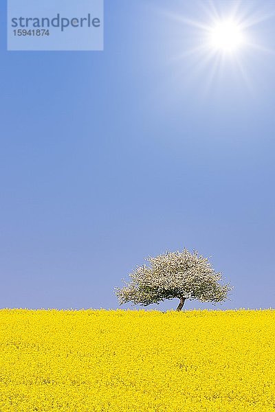 Blühender Apfelbaum (Malus) auf blühendem Rapsfeld  Baden-Württemberg  Deutschland  Europa