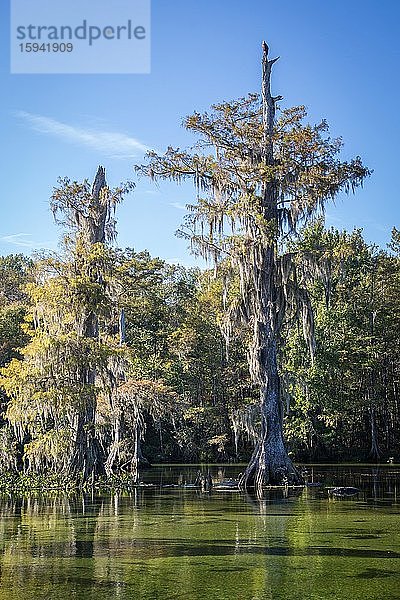 Zypressen (Cupressus) im Wasser mit Spanischem Moos (Tillandsia usneoides)  auf der Baumspitze Weißkopfseeadler (Haliaeetus leucocephalus)  Süßwasserquelle  Wakulla Springs State Park  Florida  USA  Nordamerika