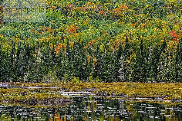 Herbstwald an Seeufer bei La Minerve  Laurentians  Quebec  Kanada  Nordamerika