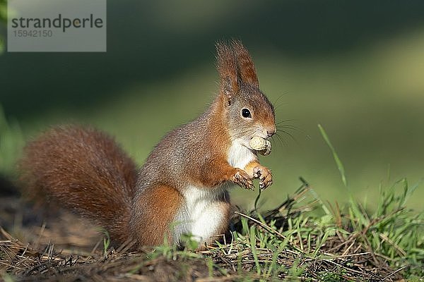 Eichhörnchen  (Sciurus vulgaris) bei Nahrungssuche  mit Erdnuss  Deutschland  Europa