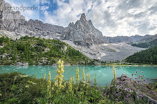 Türkisgrüner Sorapissee mit Blumen  Lago di Sorapis und Bergspitze Dito di Dio  Dolomiten  Belluno  Italien  Europa