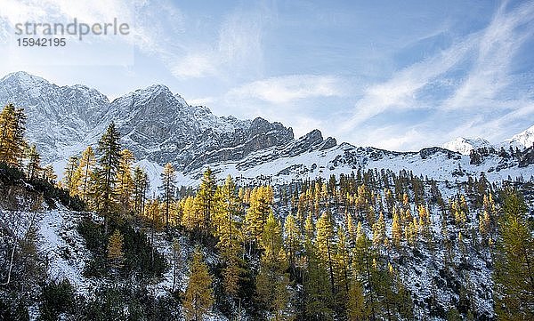 Schneebedeckte Berggipfel  Lamsenspitze  Schafkarspitze und Mitterspitze  gelb verfärbte Lärchen im Herbst  Wanderung zur Hahnenkamplspitze  Engtal  Karwendel  Tirol  Österreich  Europa