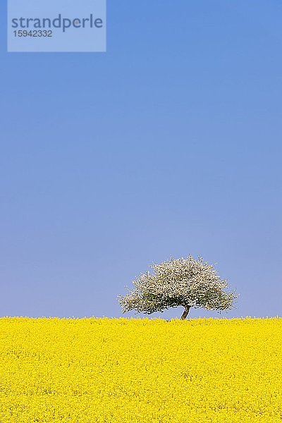 Blühender Apfelbaum (Malus) auf blühendem Rapsfeld  Baden-Württemberg  Deutschland  Europa