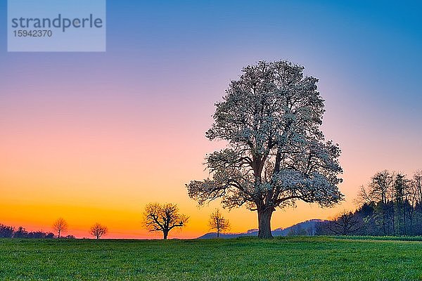 Blühender Birnbaum (Pyrus) in farbiger Morgenstimmung  Rünenberg  Kanton Basel-Landschaft  Schweiz  Europa