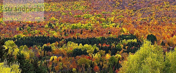 Bunter Mischwald im Herbst  Parc national du Mont-Mégantic  Val-Racine  Quebec  Kanada  Nordamerika